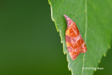 Spring Dead-leaf Roller (<em>Canopies diluticostana</em>)
