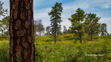Pitch Pines (Albany Pine Bush)