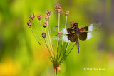 Widow Skimmer (<em>Libellula luctuosa</em>)