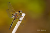 Four-spotted Skimmer (<em>Libellula quadrimaculata</em>)