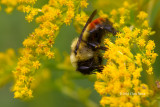 Red-banded Bumblebee (<em>Bombus ternaries</em>)