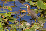 Green Heron