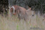 Ellipsen Waterbuck .jpg