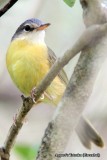 Some endemic birds of Madagascar