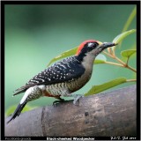 Black-cheeked Woodpecker.jpg