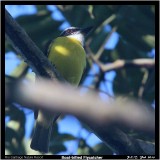 Boat-billed Flycatcher.jpg