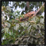 Common Iguana.jpg