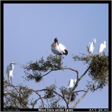 G Egret W Stork S Egret.jpg