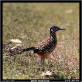 Lesser Roadrunner.jpg