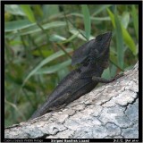 Striped Basilisk Lizard.jpg