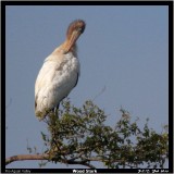 Wood Stork.jpg