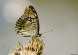 Keizersmantel - Silver-washed Fritillary f. valesina