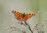 Gehakkelde Aurelia - Comma