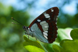 Blauwe IJsvogelvlinder - Southern White Admiral