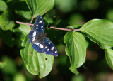 Blauwe IJsvogelvlinder - Southern White Admiral