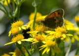 Hooibeestje - Small Heath