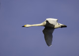 Kleine Zwaan - Bewicks Swan