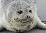 Zeehond - Harbour Seal
