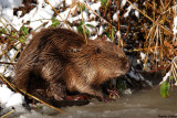 Bever - Eurasian Beaver