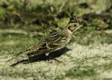 IJsgors - Lapland Longspur