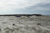 Rottumerplaat strand NW kant. Weggeslagen duinen