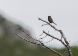 Provencaalse Grasmus - Dartford Warbler 