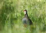 Rode Patrijs -  Red-legged Partridge