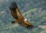 Vale Gier - Griffon Vulture