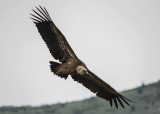 Vale Gier - Griffon Vulture