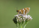 Alpenparelmoervlinder - Grisons Fritillary