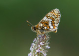 Alpenparelmoervlinder - Grisons Fritillary