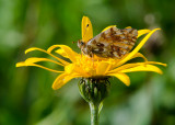Herdersparelmoervlinder - Shepherds Fritillary