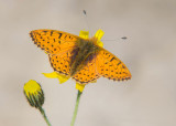 Herdersparelmoervlinder - Shepherds Fritillary