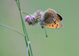 Morgenrood - Scarce copper