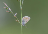 Vals Heideblauwtje - Idas Blue