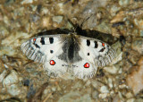 Kleine Apollovlinder - Small Apollo
