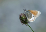 Alpenhooibeestje - Alpine Heath