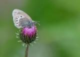 Alpenhooibeestje - Alpine Heath