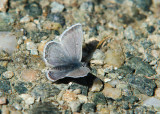 Noordelijk Manschildblauwtje - Glandon Blue
