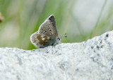 Noordelijk Manschildblauwtje - Glandon Blue