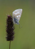 Noordelijk Manschildblauwtje - Glandon Blue