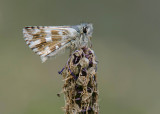 Voorjaarsspikkeldikkopje - Olive Skipper