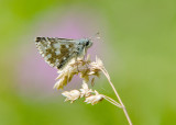 Voorjaarsspikkeldikkopje - Olive Skipper