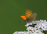 Morgenrood - Scarce copper