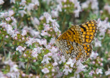 Spaanse Parelmoervlinder - Provençal Fritillary