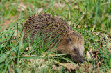 Egel - Hedgehog