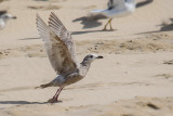 Thayers Meeuw - Thayers Gull