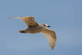 Thayers Meeuw - Thayers Gull