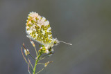 Oranjetipje - Orange Tip