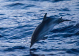 Gevlekte Dolfijn - Atlantic Spotted Dolphin